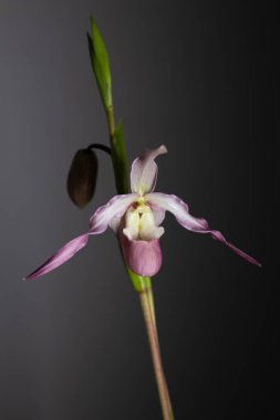 Koyu arkaplanda pembe phragmipedium orkidesi