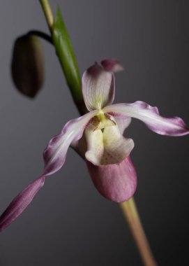 Koyu arkaplanda pembe phragmipedium orkidesi