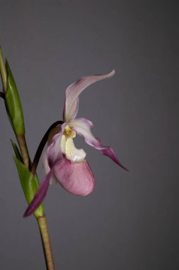 Koyu arkaplanda pembe phragmipedium orkidesi