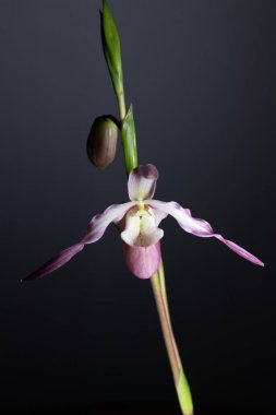 Koyu arkaplanda pembe phragmipedium orkidesi