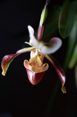 Tarafsız bir arkaplanda Paphiopedilum terlik orkidesi