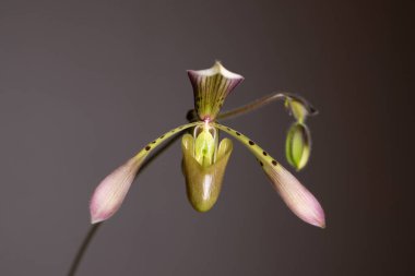 Tarafsız bir arkaplanda Paphiopedilum terlik orkidesi