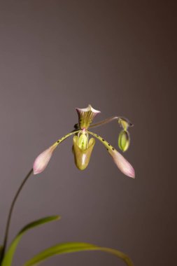 Tarafsız bir arkaplanda Paphiopedilum terlik orkidesi