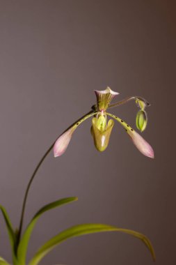 Tarafsız bir arkaplanda Paphiopedilum terlik orkidesi