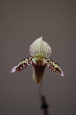 Tarafsız bir arkaplanda Paphiopedilum terlik orkidesi
