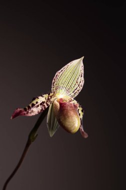 Tarafsız bir arkaplanda Paphiopedilum terlik orkidesi