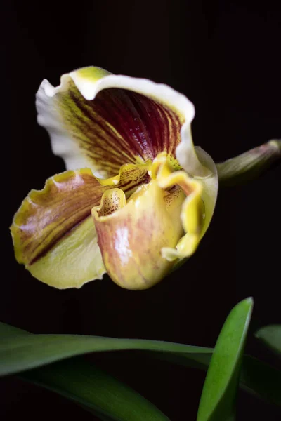 Paphiopedilum Pantoufle Orchidée Sur Fond Neutre — Photo