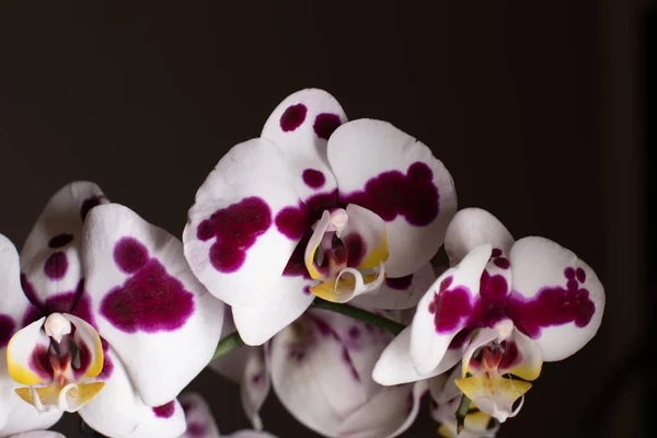 Phalaenopsis Repéré Grande Orchidée Lèvre Sur Fond Neutre — Photo