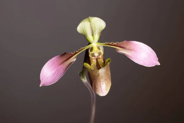 Paphiopedilum Slipper Orchidee Een Neutrale Achtergrond — Stockfoto