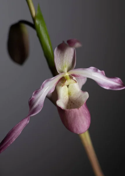 Koyu arkaplanda pembe phragmipedium orkidesi