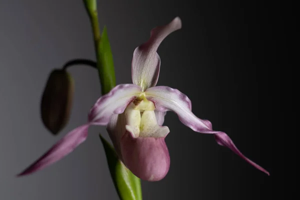 Koyu arkaplanda pembe phragmipedium orkidesi