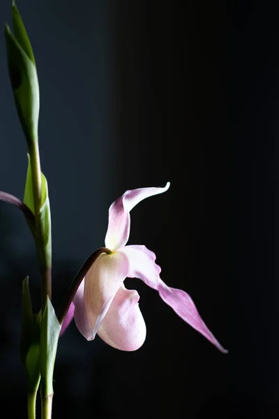 Koyu arkaplanda pembe phragmipedium orkidesi