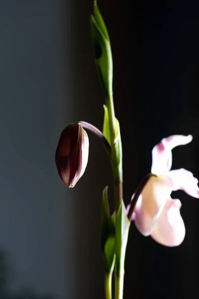 Koyu arkaplanda pembe phragmipedium orkidesi
