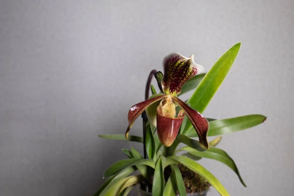 Paphiopedilum Slipper Orchidee Een Neutrale Achtergrond — Stockfoto