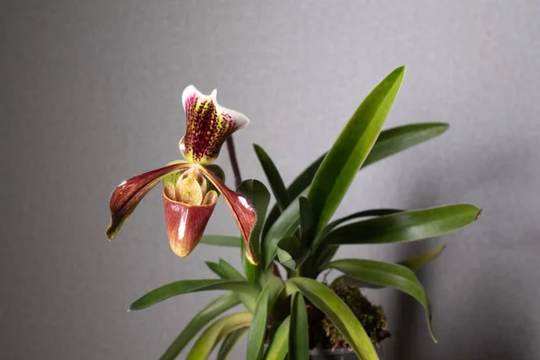 Tarafsız bir arkaplanda Paphiopedilum terlik orkidesi