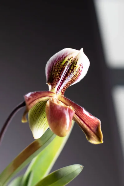 Orquídea Zapatilla Paphiopedilum Sobre Fondo Neutro —  Fotos de Stock