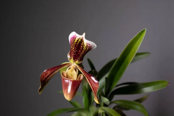 Tarafsız bir arkaplanda Paphiopedilum terlik orkidesi