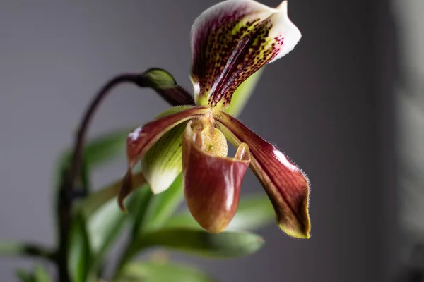 Paphiopedilum Slipper Orchidee Een Neutrale Achtergrond — Stockfoto