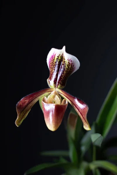 Paphiopedilum Toffel Orkidé Neutral Bakgrund — Stockfoto