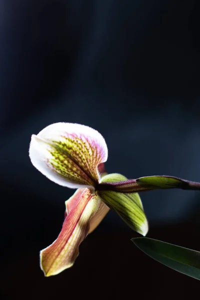 Paphiopedilum Slipper Orchidee Een Neutrale Achtergrond — Stockfoto