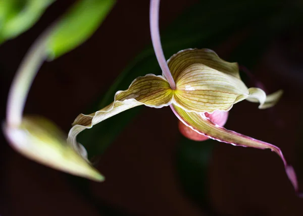 Koyu arkaplanda Phragmipedium orkidesi