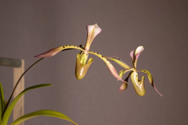 Paphiopedilum Slipper Orchid Neutral Background — Stock Photo, Image