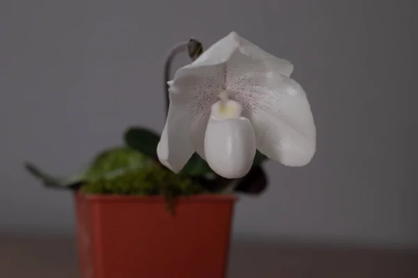 Pantofola Bianca Paphiopedilum Orchidea Uno Sfondo Neutro — Foto Stock