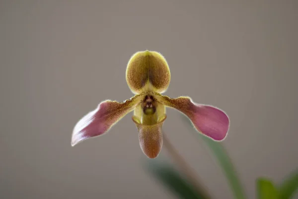 Paphiopedilum Pantoufle Orchidée Sur Fond Neutre — Photo