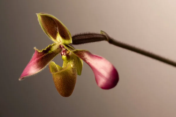 Tarafsız bir arkaplanda Paphiopedilum terlik orkidesi