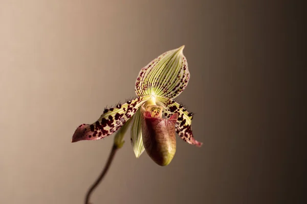 Tarafsız bir arkaplanda Paphiopedilum terlik orkidesi