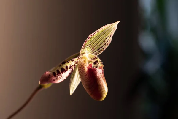 Tarafsız bir arkaplanda Paphiopedilum terlik orkidesi