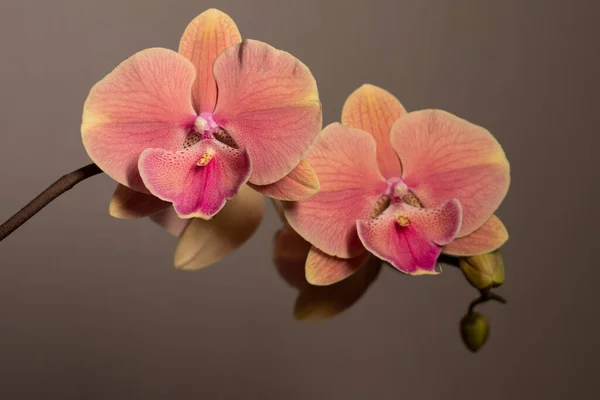 Tarafsız bir arkaplanda büyük dudak orkidesi