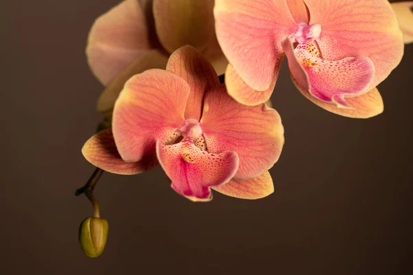 中性背景下的大型唇兰花 — 图库照片