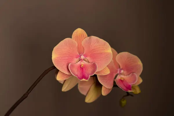 中性背景下的大型唇兰花 — 图库照片