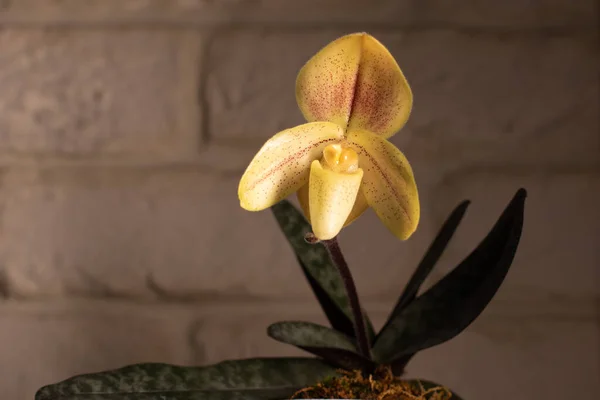 Paphiopedilum concolor var. Tarafsız bir arkaplanda striatum orkidesi