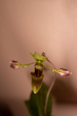 Paphiopedilu javanicum var. virens orkidesi