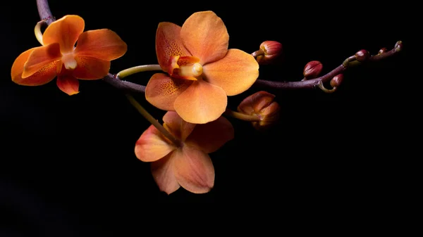 Asconopsis Irene Dobkin siyah orkide