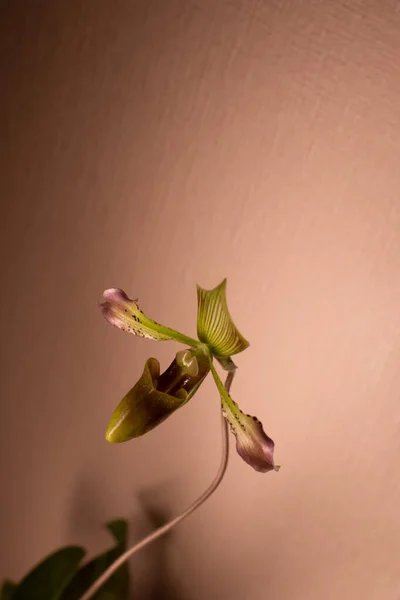 Paphiopedilu Javanicum Var Virens Orchid — Stock Photo, Image