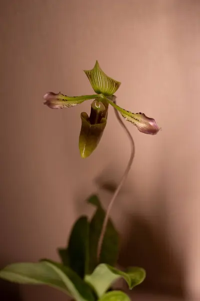Paphiopedilu Javanicum Var Virens Orkidesi — Stok fotoğraf