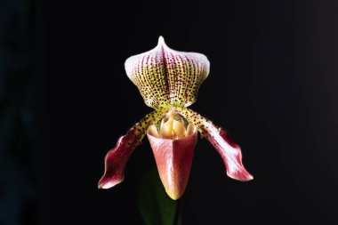 Tarafsız bir arkaplanda Paphiopedilm orkidesi