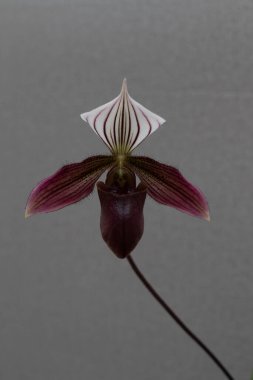 Tarafsız bir arkaplanda Paphiopedilm orkidesi