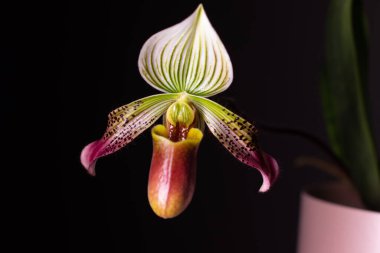 Tarafsız bir arkaplanda orkide