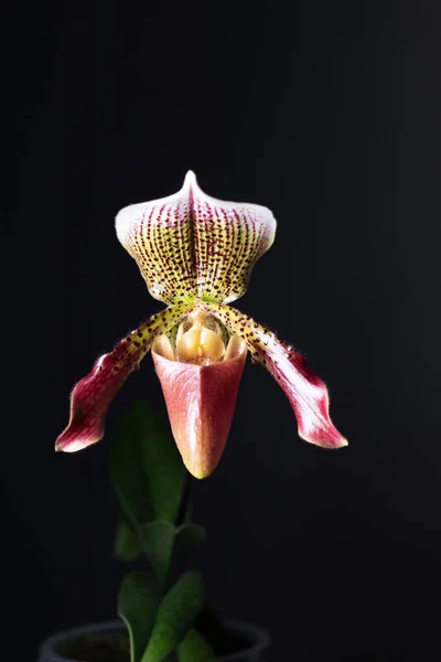 Orquídea Paphiopedilm Sobre Fondo Neutro —  Fotos de Stock