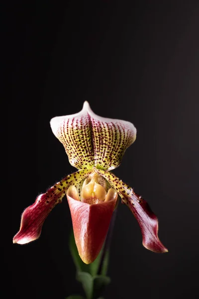 Orquídea Paphiopedilm Sobre Fondo Neutro —  Fotos de Stock