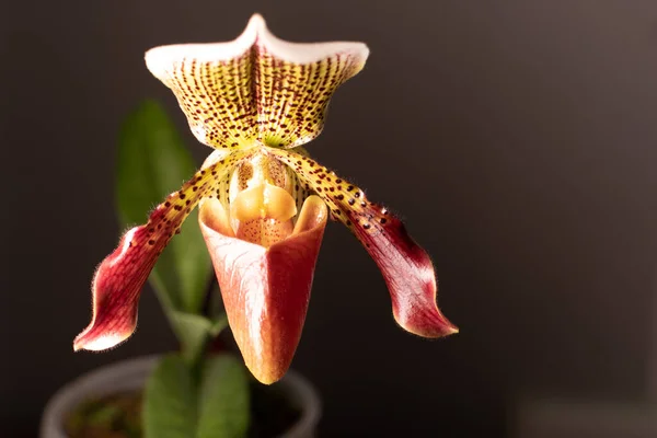 Orquídea Paphiopedilm Sobre Fondo Neutro —  Fotos de Stock