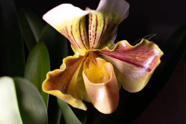 Orchidée Paphiopedilm Sur Fond Neutre — Photo