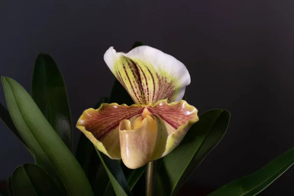 Orchid Neutral Background — Stock Photo, Image