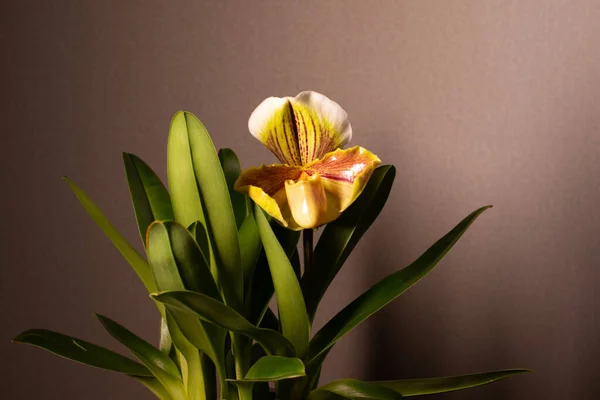 Tarafsız bir arkaplanda orkide