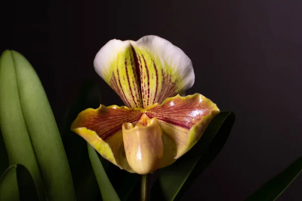 Tarafsız bir arkaplanda orkide