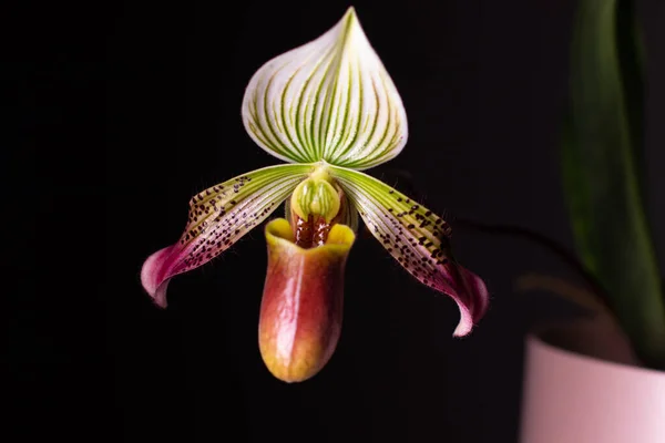 Tarafsız bir arkaplanda orkide